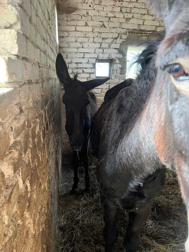 [FOTO] Patatajki proszą o pomoc. Po przejściu niżu Borys uszkodził im się dach