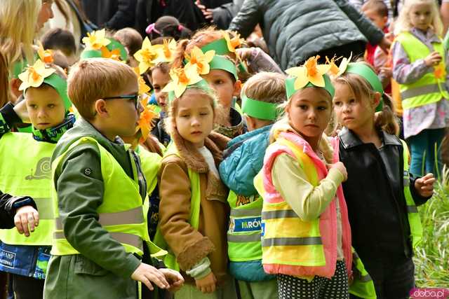 [FOTO] Zasadzili żonkile, które wiosną stworzą żółte Pola Nadziei. Wystartowała kolejna edycja akcji świdnickiego hospicjum