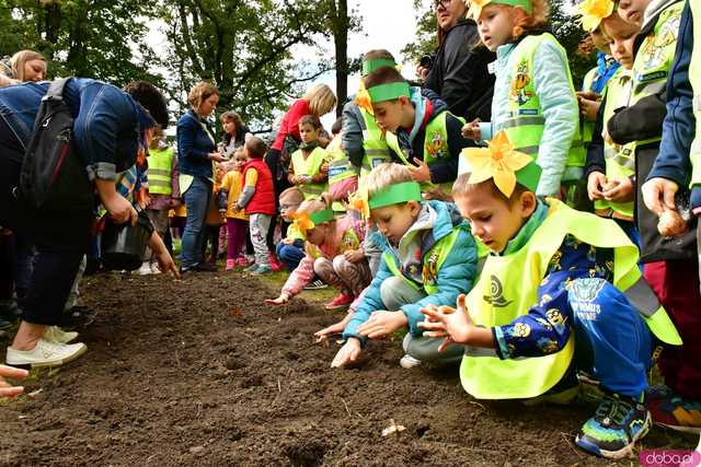 [FOTO] Zasadzili żonkile, które wiosną stworzą żółte Pola Nadziei. Wystartowała kolejna edycja akcji świdnickiego hospicjum