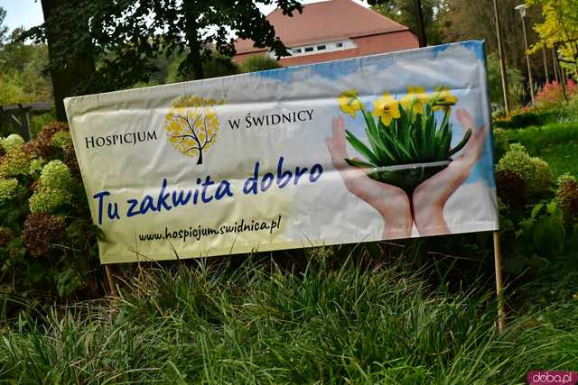 [FOTO] Zasadzili żonkile, które wiosną stworzą żółte Pola Nadziei. Wystartowała kolejna edycja akcji świdnickiego hospicjum