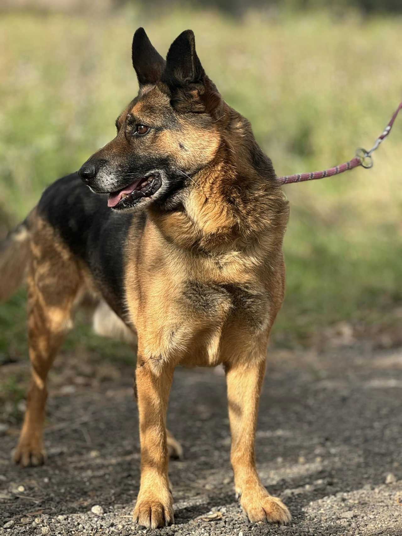 Blake żył w bardzo trudnych warunkach. Teraz czeka na nowy dom