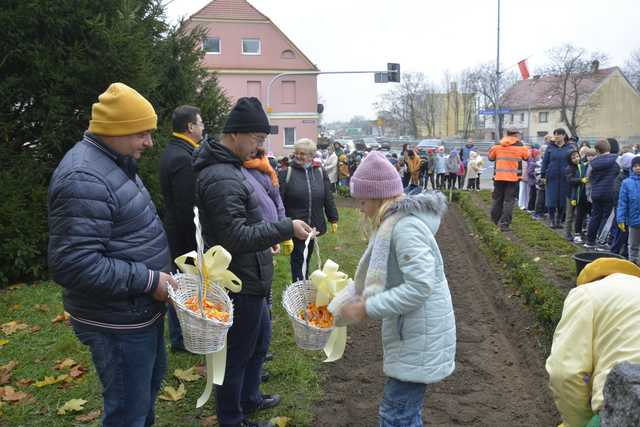 [FOTO] Zebrali się, aby zasadzić żonkile. Za nami społeczna akcja w Strzegomiu
