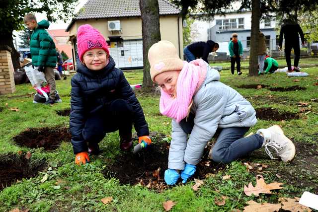 [FOTO] Uczniowie i władze Żarowa wspólnie posadzili żonkile
