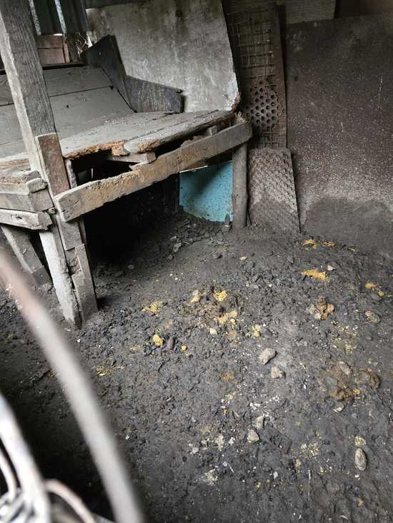 Poruszająca historia psa, który trafił pod opiekę świdnickiego schroniska. Placówka prosi o wsparcie