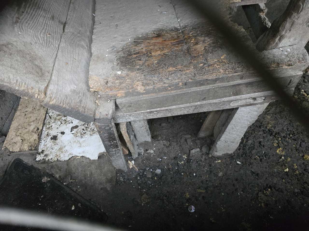 Poruszająca historia psa, który trafił pod opiekę świdnickiego schroniska. Placówka prosi o wsparcie