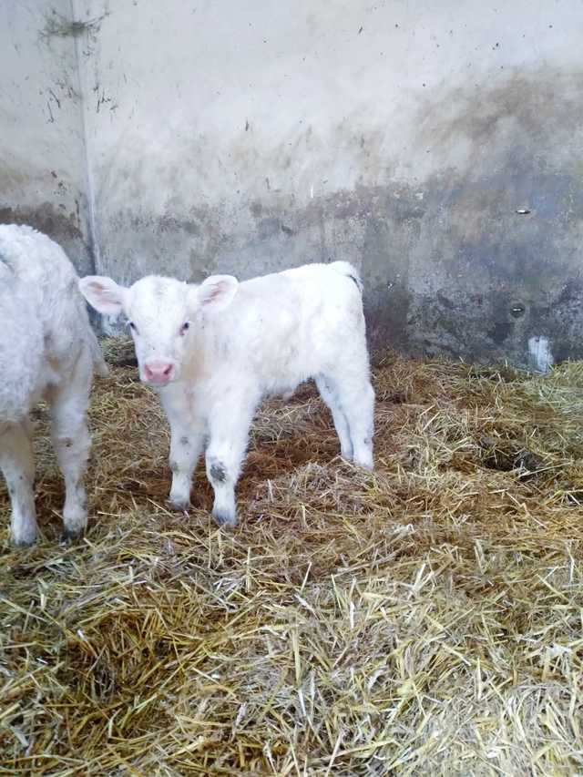 Hodowca bydła z naszego powiatu wyróżniony w ogólnopolskim konkursie! [FOTO]