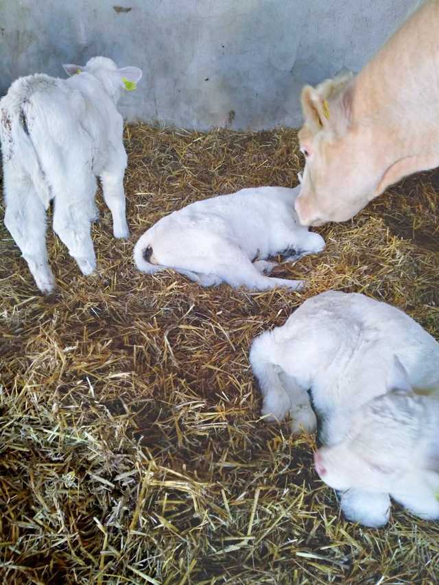 Hodowca bydła z naszego powiatu wyróżniony w ogólnopolskim konkursie! [FOTO]