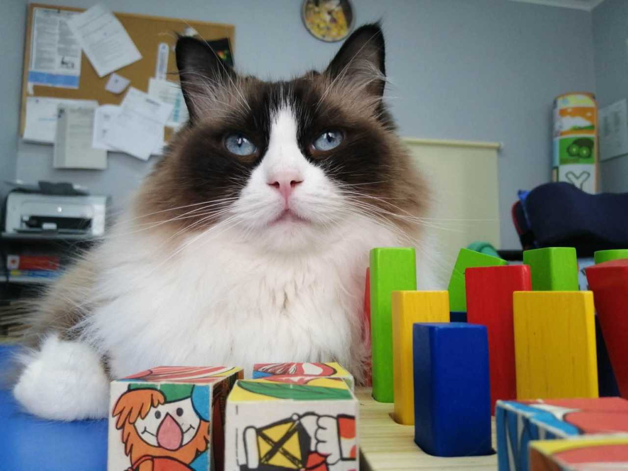 [FOTO] Terapia ma być przyjemnością!. Rozmowa z Katarzyną Słupską - felinoterapeutką