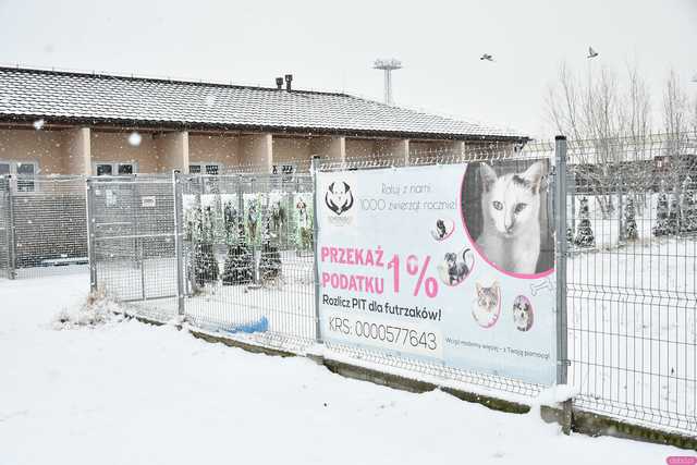 [WIDEO/FOTO] Święto Kota w schronisku dla zwierząt przyciągnęło tłumy odwiedzających