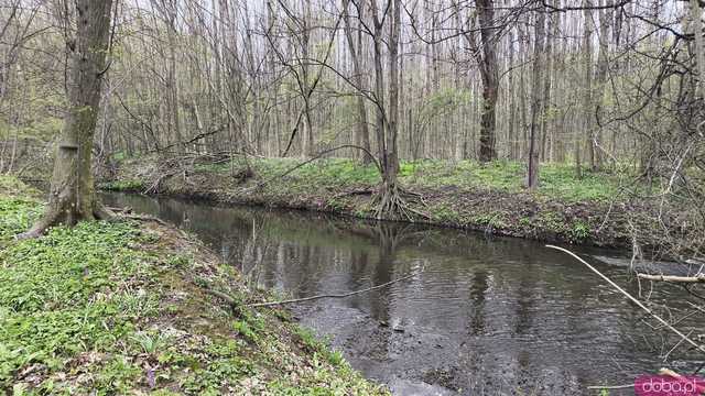 [WIDEO, FOTO] Trzy nowe rezerwaty przyrody na Dolnym Śląsku. Jeden z nich znajduje się na terenie naszego powiatu