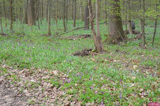 [WIDEO, FOTO] Trzy nowe rezerwaty przyrody na Dolnym Śląsku. Jeden z nich znajduje się na terenie naszego powiatu