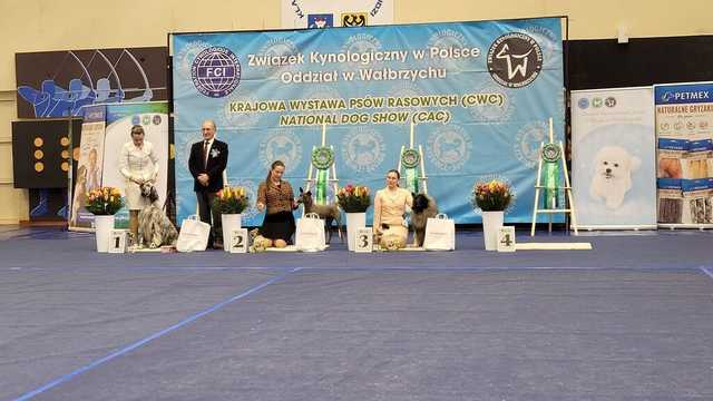 [FOTO] Za nami 74. Krajowa Wystawa Psów Rasowych w Świebodzicach