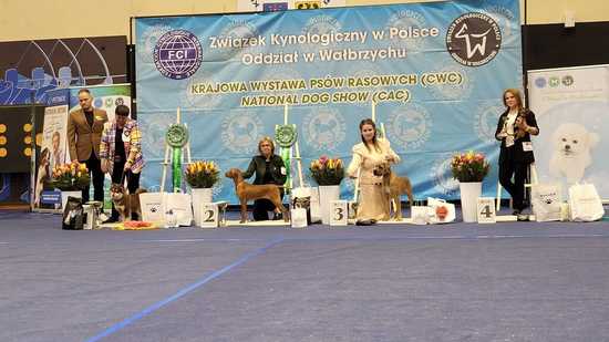[FOTO] Za nami 74. Krajowa Wystawa Psów Rasowych w Świebodzicach