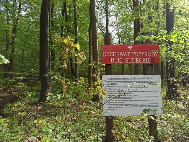 Zbiór roślin chronionych w lasach – ważne informacje, przepisy prawne i konsekwencje karne