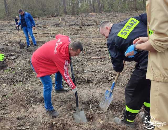 [FOTO] Wspólnie sadzili las w Jaworzynie Śląskiej