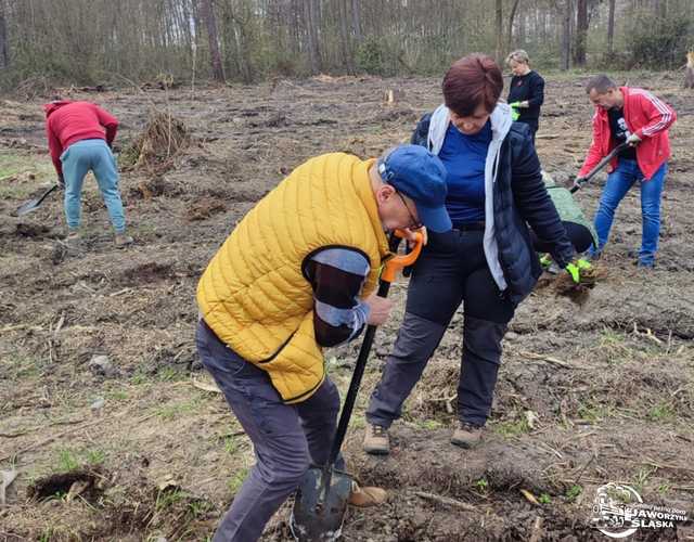 [FOTO] Wspólnie sadzili las w Jaworzynie Śląskiej