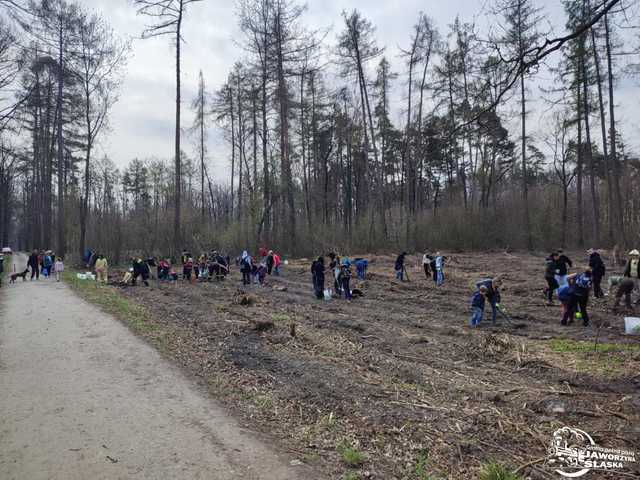 [FOTO] Wspólnie sadzili las w Jaworzynie Śląskiej