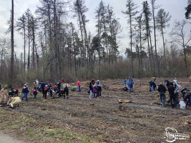 [FOTO] Wspólnie sadzili las w Jaworzynie Śląskiej