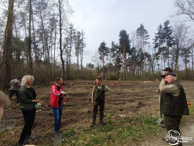 [FOTO] Wspólnie sadzili las w Jaworzynie Śląskiej