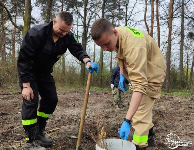 [FOTO] Wspólnie sadzili las w Jaworzynie Śląskiej