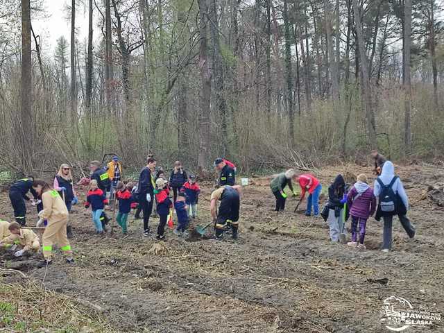 [FOTO] Wspólnie sadzili las w Jaworzynie Śląskiej