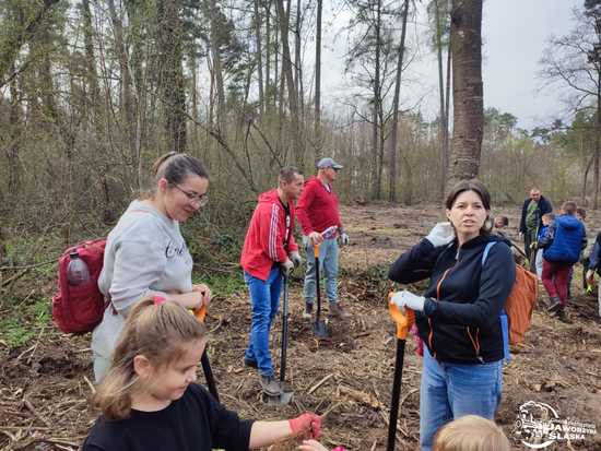 [FOTO] Wspólnie sadzili las w Jaworzynie Śląskiej
