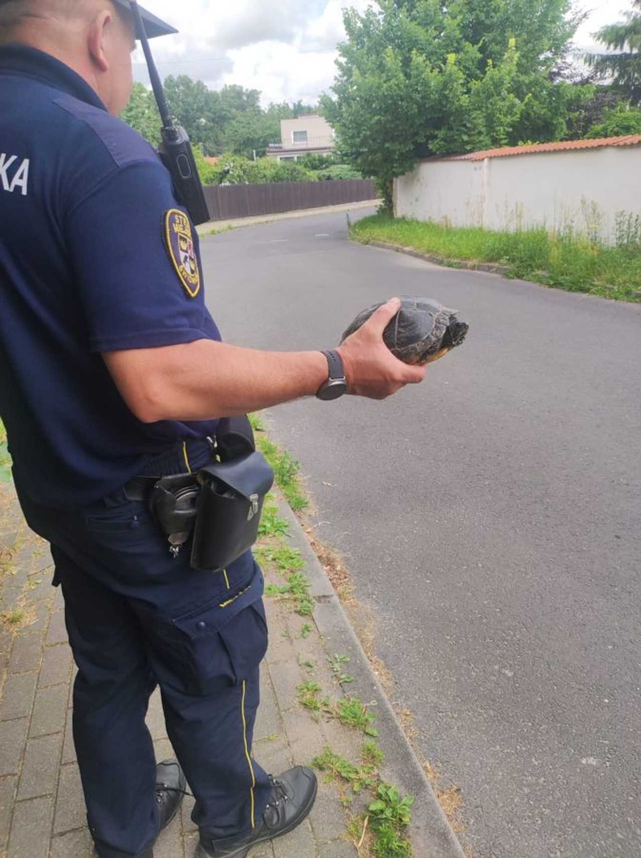 [FOTO] Jedną ze świdnickich ulic spacerował żółw. Zwierzę trafiło pod opiekę schroniska
