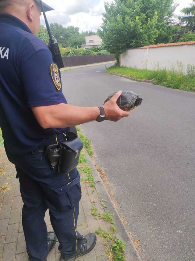 [FOTO] Jedną ze świdnickich ulic spacerował żółw. Zwierzę trafiło pod opiekę schroniska