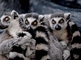 lemury w palmiarni