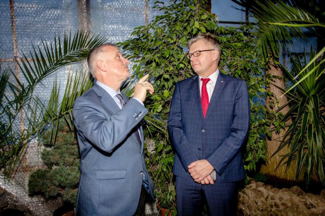 lemury w palmiarni