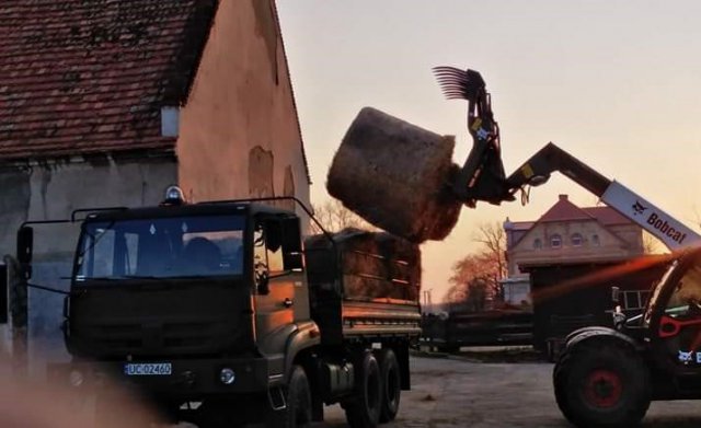Terytorialsi włączyli się w pomoc zwierzętom