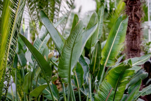 palmiarnia