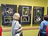 grafika