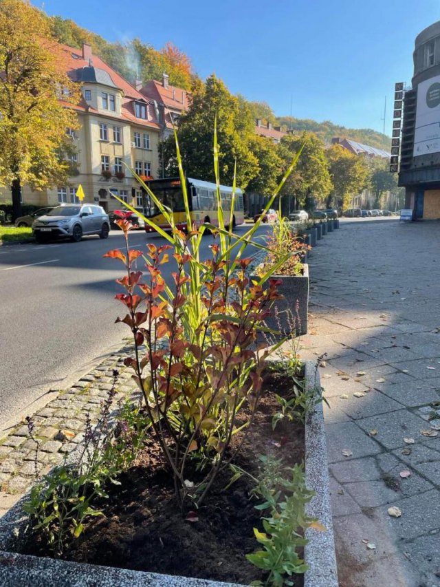Nowe donice z roślinami na Alei Wyzwolenia [Foto]