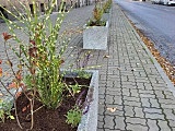 Nowe donice z roślinami na Alei Wyzwolenia [Foto]
