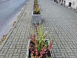 Nowe donice z roślinami na Alei Wyzwolenia [Foto]