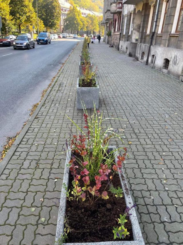 Nowe donice z roślinami na Alei Wyzwolenia [Foto]