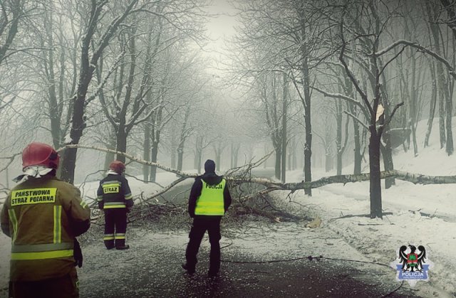 36-latek oszukał przeznaczenie podczas wypadku w trudnych warunkach drogowych. Uważajmy na drogach! Gałęzie łamią się jak zapałki!