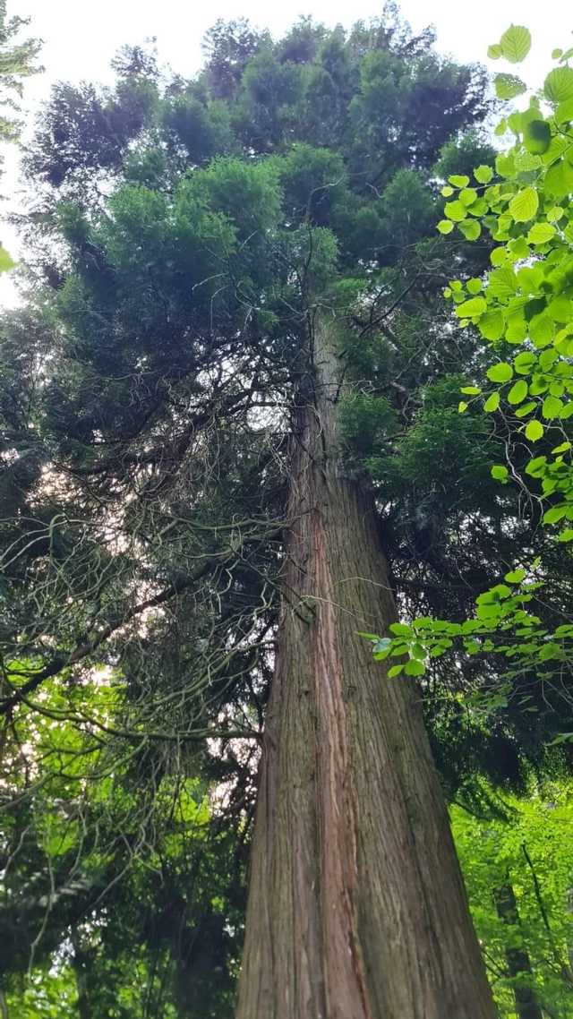 Bracia Lumière w Sokołowsku! Ustanowiono nowy pomnik przyrody [FOTO]