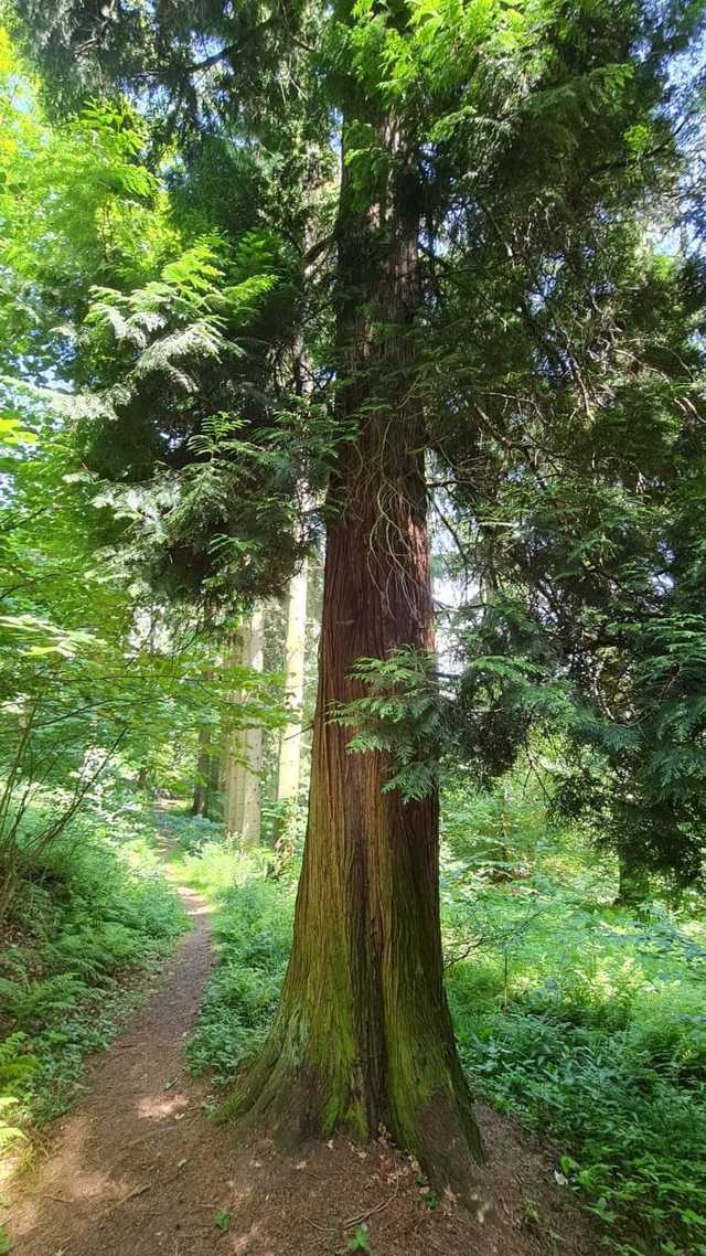 Bracia Lumière w Sokołowsku! Ustanowiono nowy pomnik przyrody [FOTO]