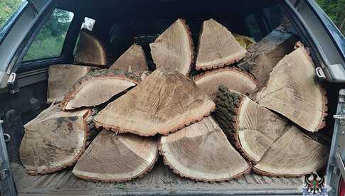 Dokonali nielegalnej wycinki drzew i wygenerowali straty na kwotę 28 tys. złotych. Grozi im 5 lat więzienia [FOTO]