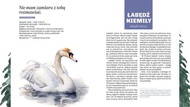 grafika 