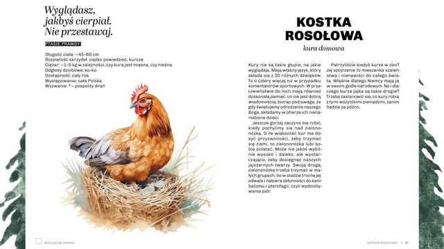 grafika 