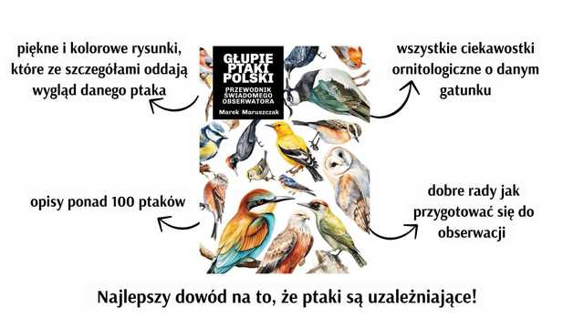 grafika 
