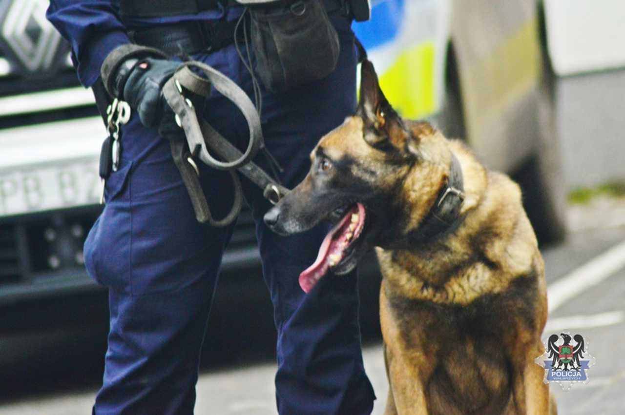 grafika