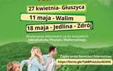 grafika