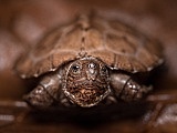 Więcej żółwi we wrocławskim ZOO