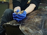 Więcej żółwi we wrocławskim ZOO