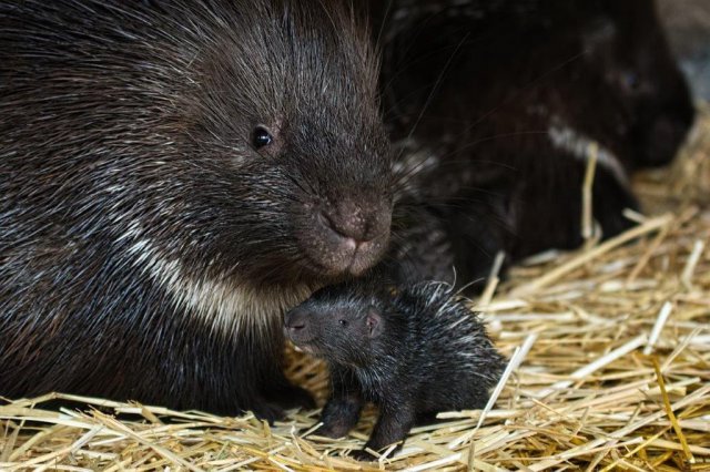 Nowi mieszkańcy ZOO Wrocław