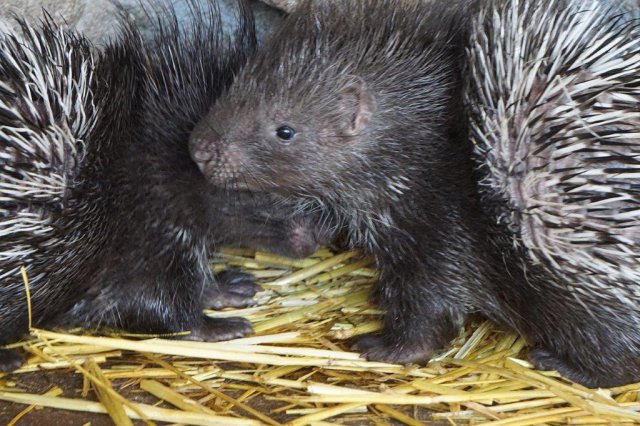 Nowi mieszkańcy ZOO Wrocław